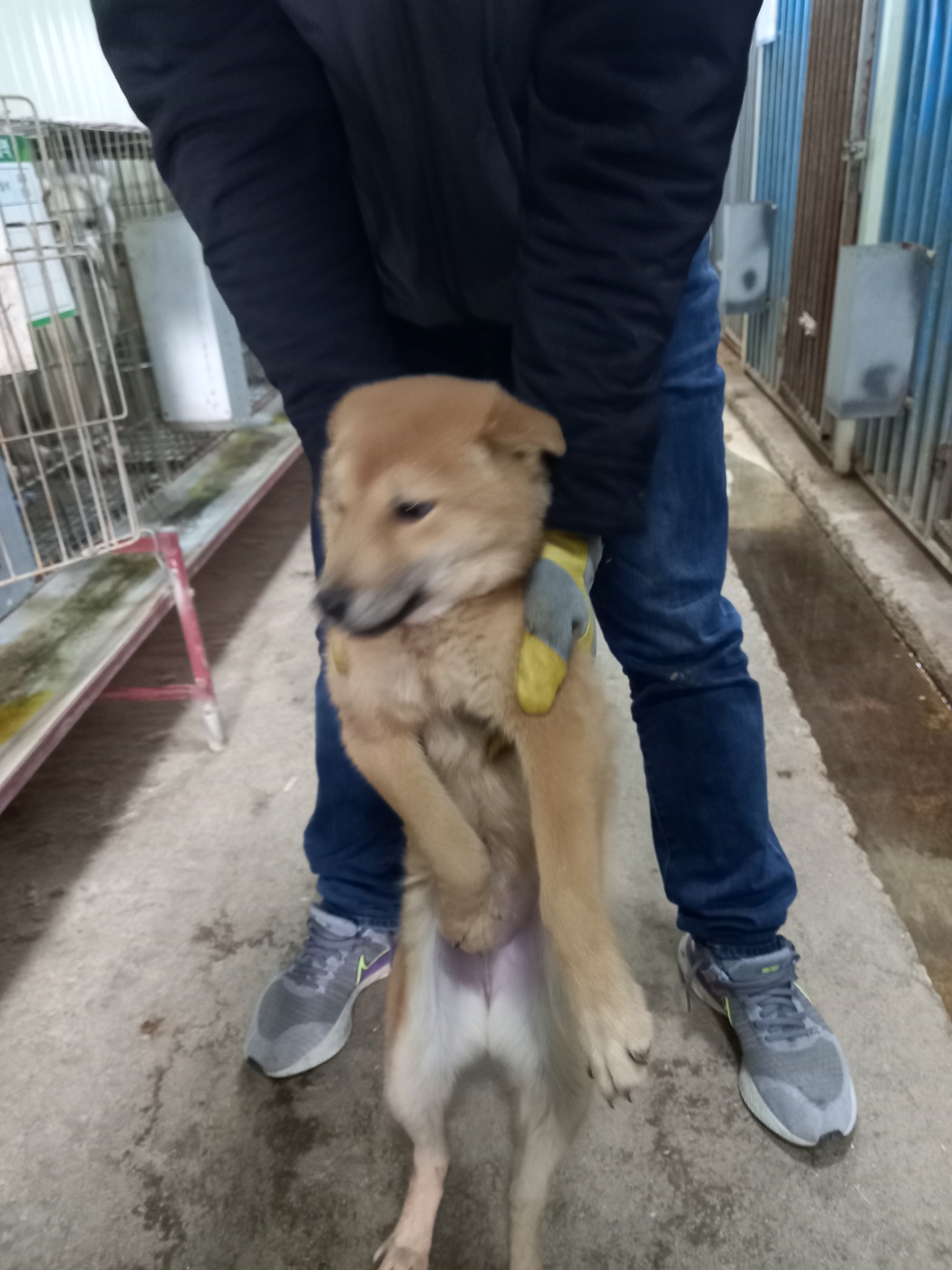 보호중 믹스견의 가…